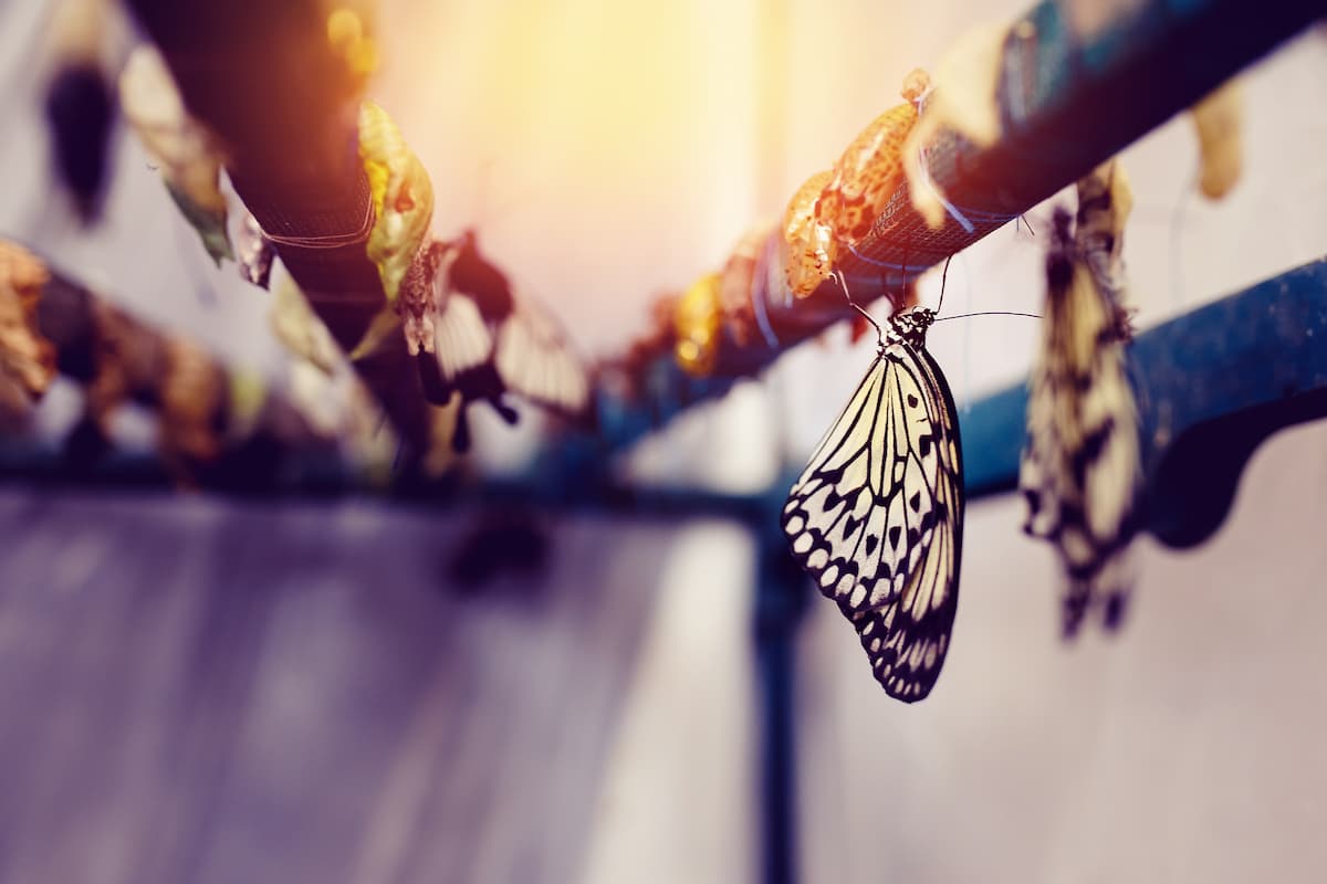 MINDJUICE COACHING UDDANNELSER