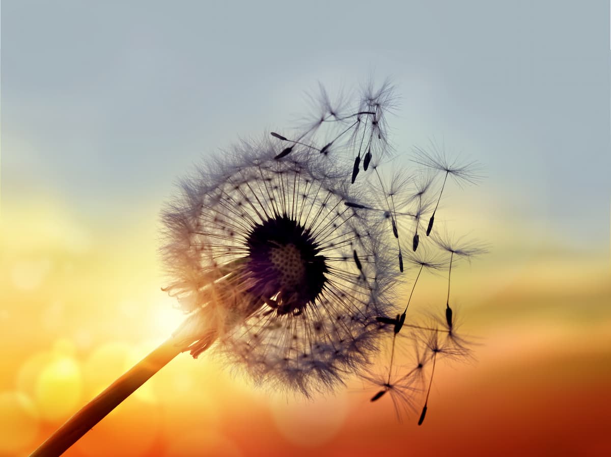MINDJUICE COACHING UDDANNELSER